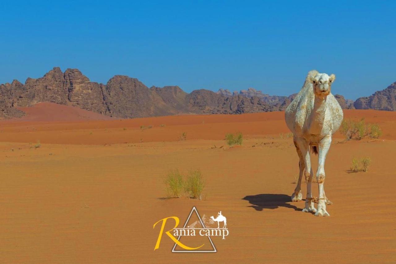 Wadi Rum,Rania Camp 外观 照片